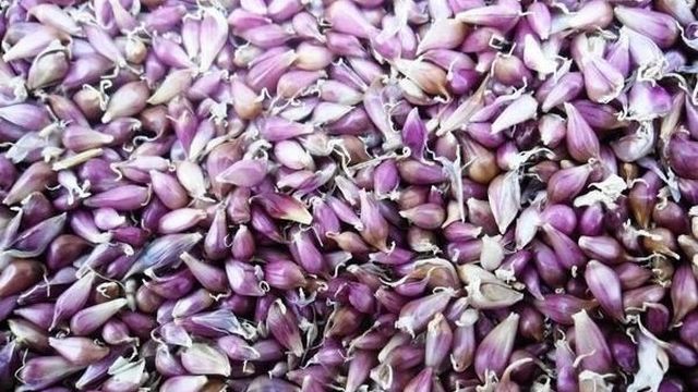 Правила посадки и выращивания урожая чеснока из семян